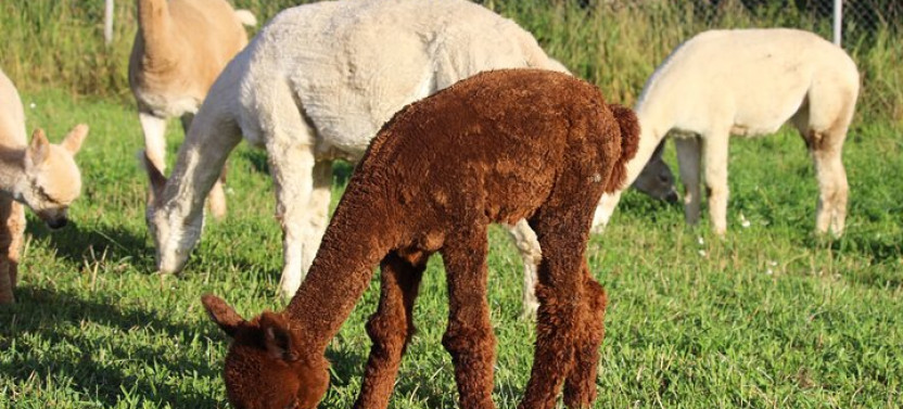 Helsinki: Alpaca Farm Tour with a Guided Walk (Private)