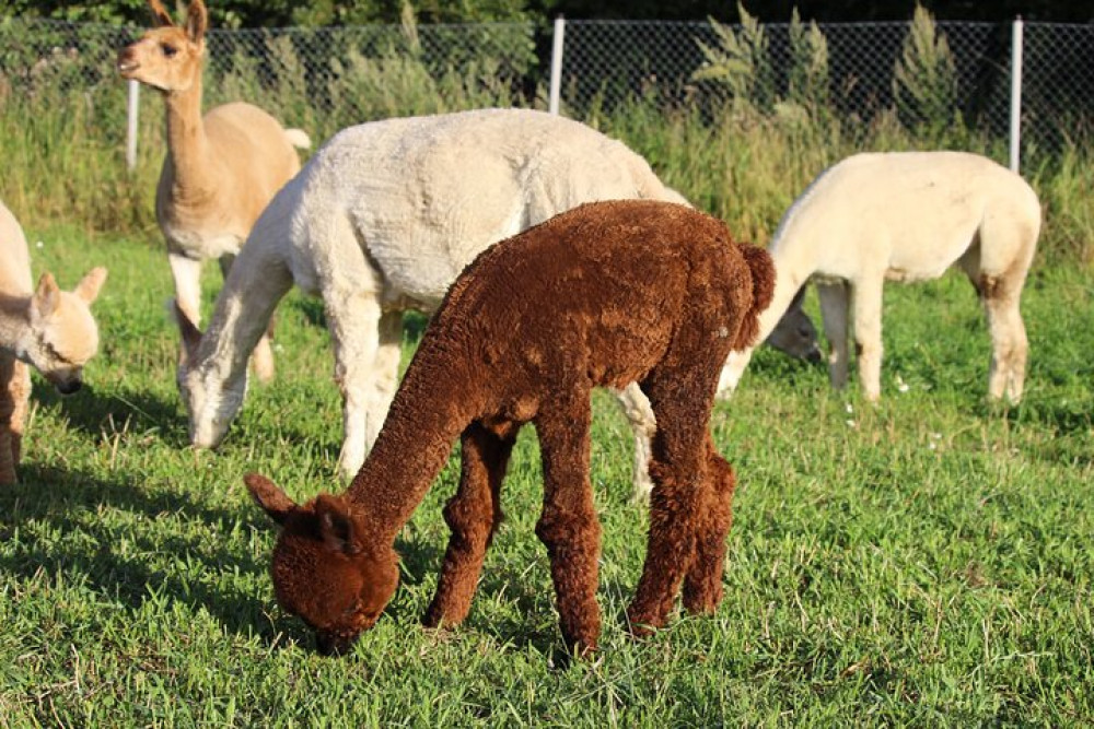 Helsinki: Alpaca Farm Tour with a Guided Walk (Private)