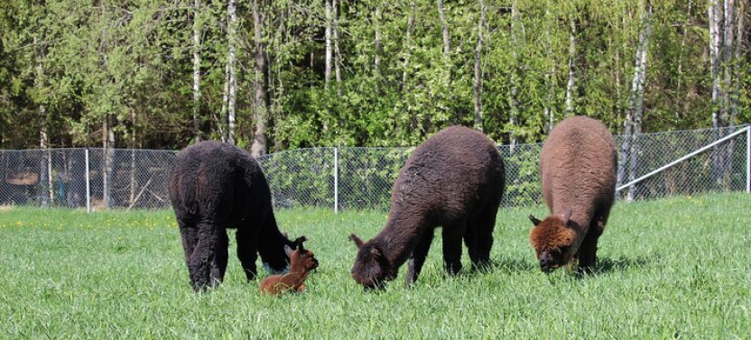Helsinki: Alpaca Farm Tour with a Guided Walk (Private)