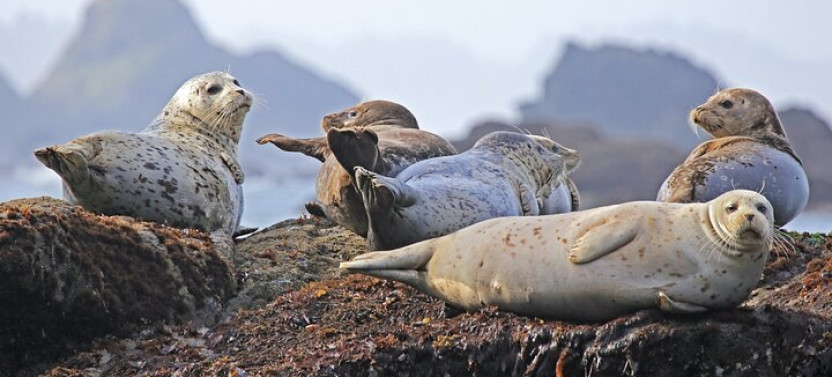 Seal Safari in Savonlinna from Helsinki (Private)