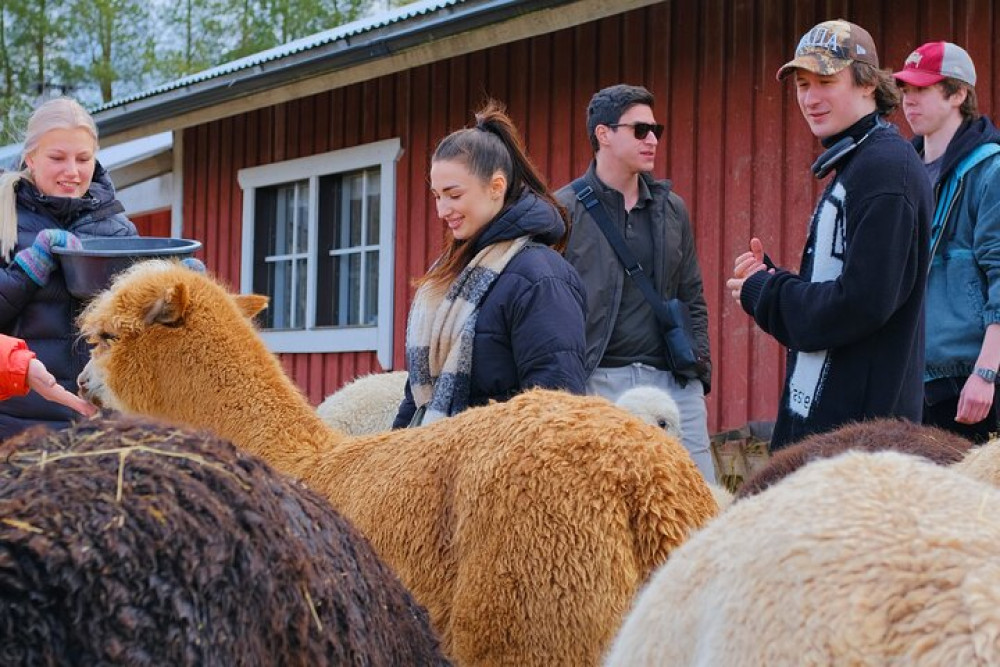 Helsinki: Alpaca Walk Tour (VIP Service)