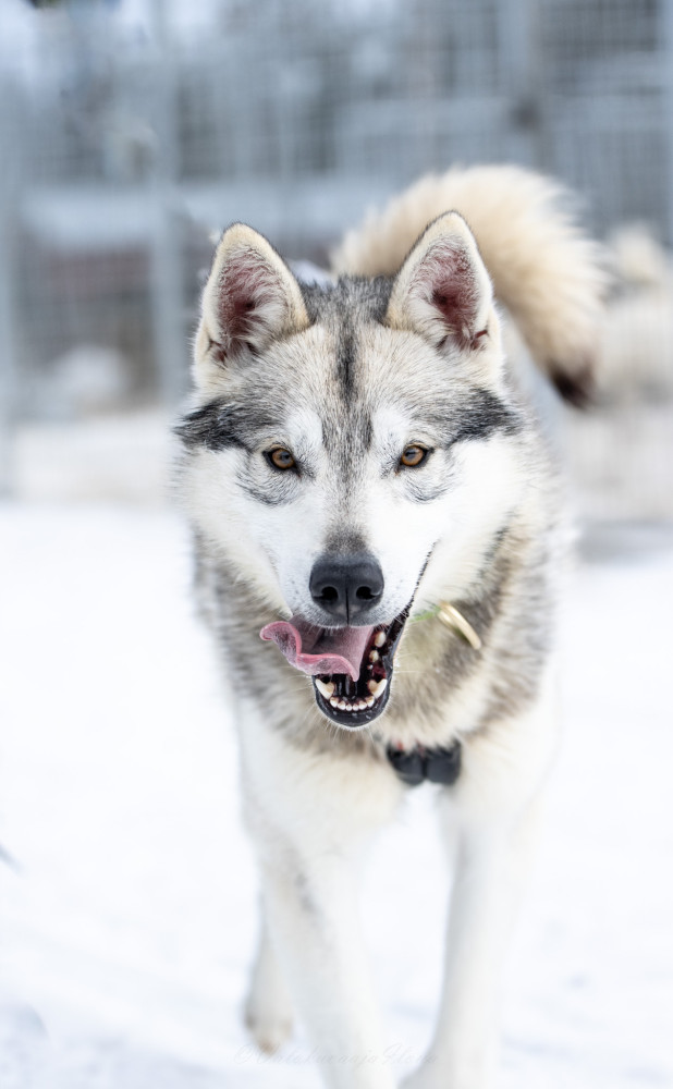 Lapland: Husky Ride And Farm Visit + Fireside Treats