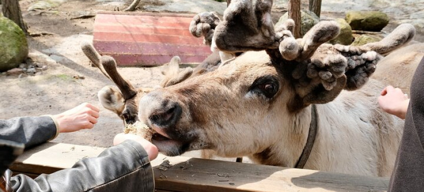 Authentic Reindeer Experience Near Helsinki (Private)