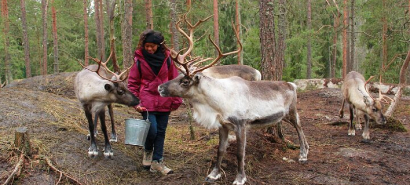 Authentic Reindeer Experience Near Helsinki (Private)