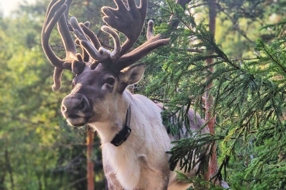 Authentic Reindeer Experience Near Helsinki (Private)
