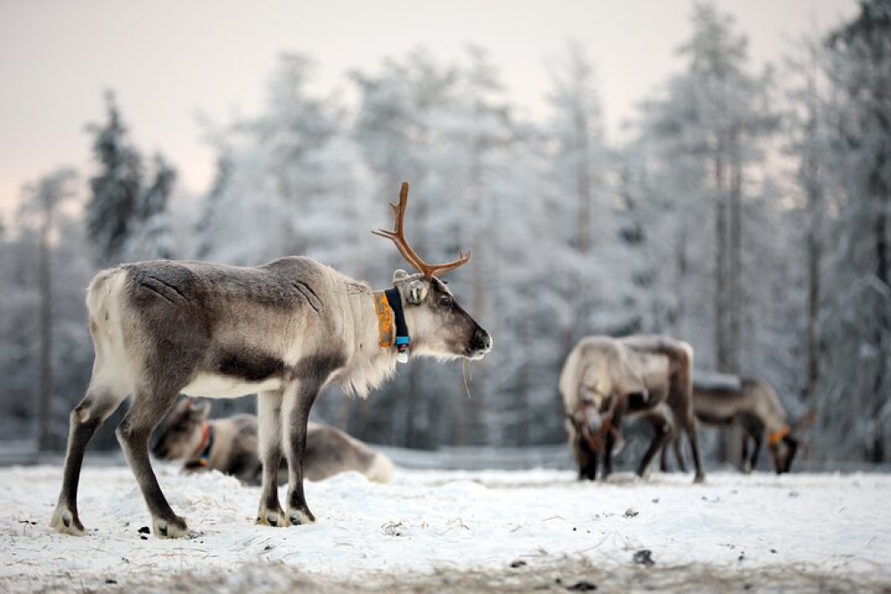 Ruka Reindeer Feeding with Sleigh Ride and Fireside Delicacies