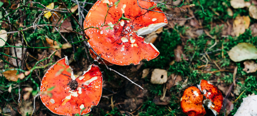 Hiking in Nuuksio National Park with an Open Fire Picnic