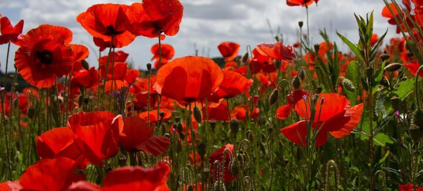 Flanders Fields Remembrance Tour from Bruges