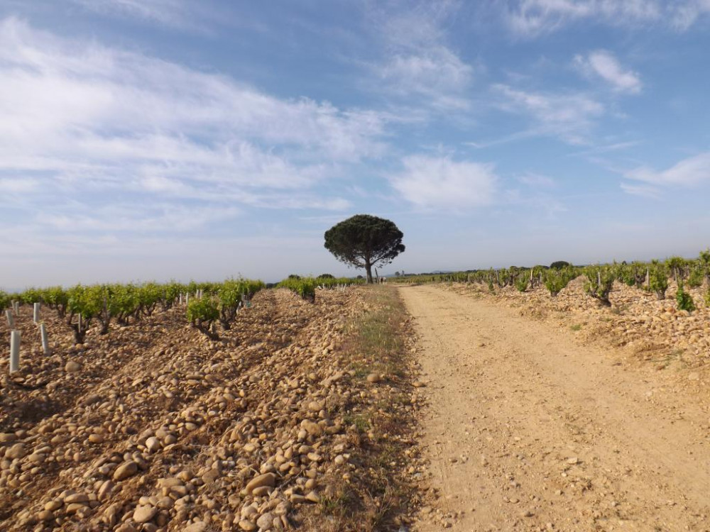 Chateauneuf du Pape Wine Private Tour