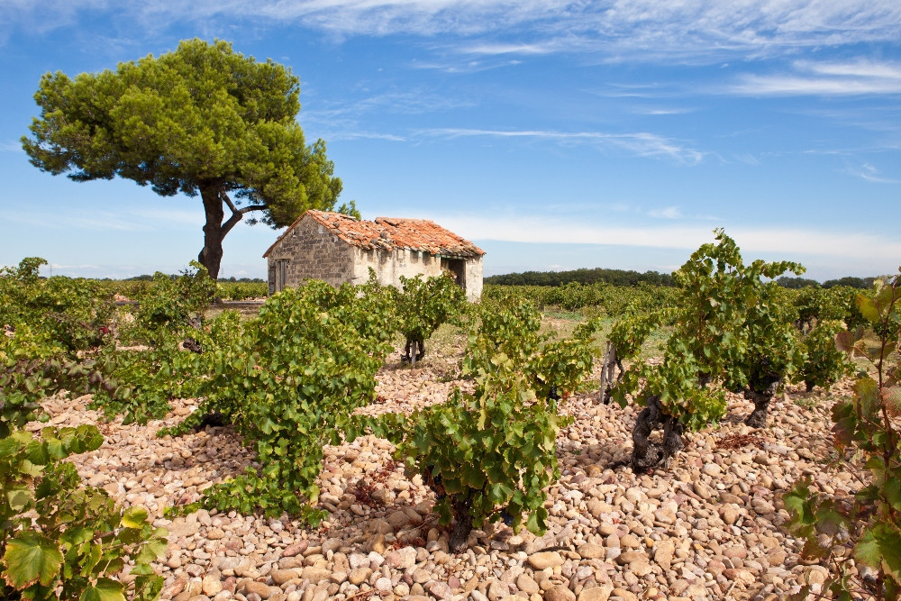 Provence And Wine