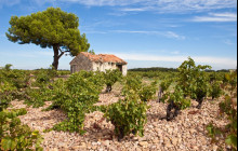 Provence And Wine5