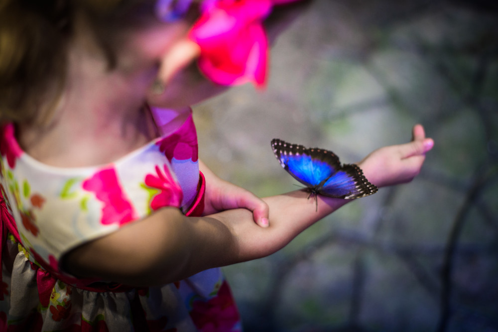 Papilonia – Butterfly House in Prague
