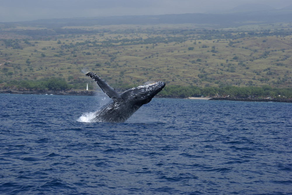 Whale Watch and Sunset Cruise (Seasonal)