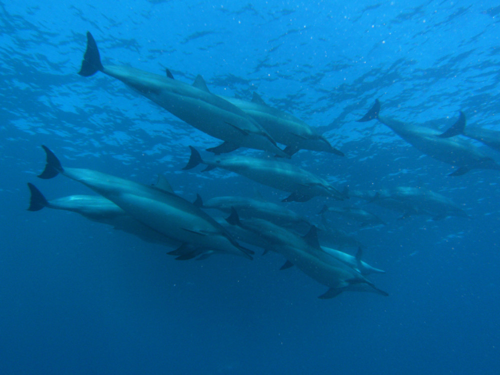Kohala Divers