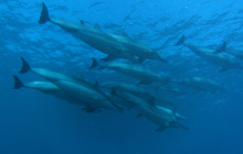 Kohala Divers5