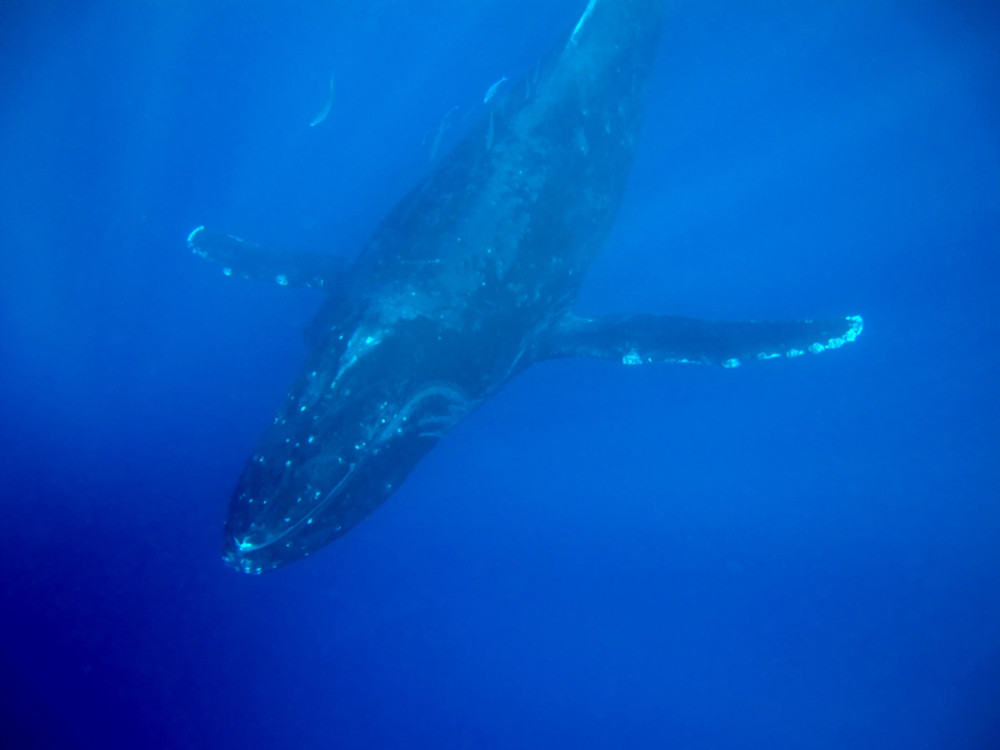 Kohala Divers
