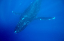 Kohala Divers7