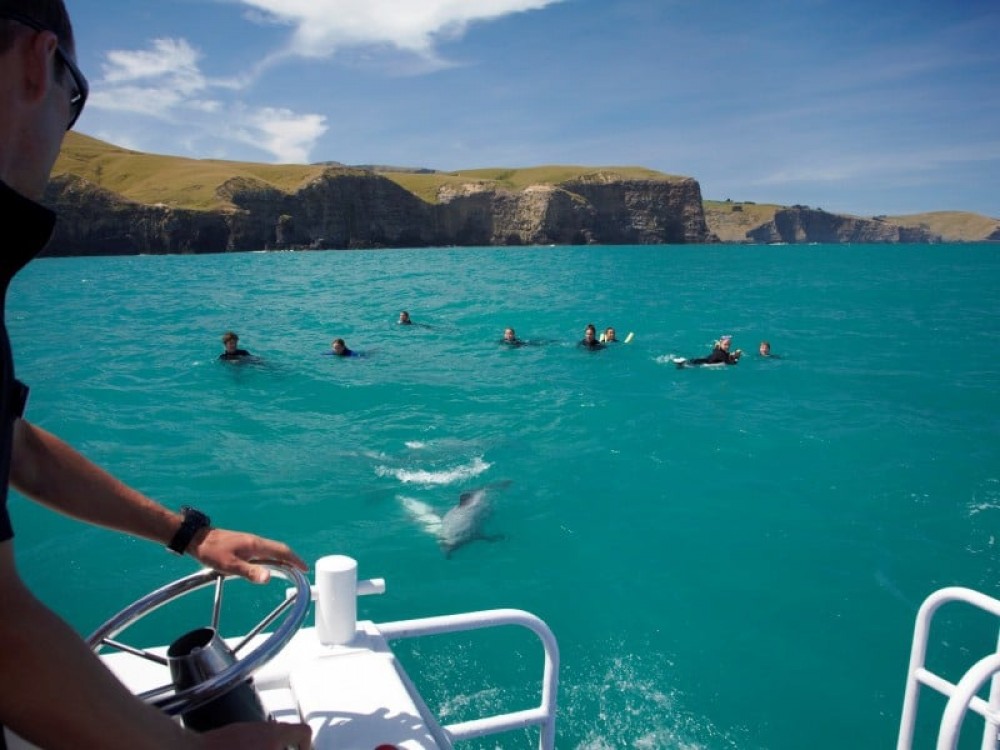 Akaroa Shore Excursion: Swimming with Dolphins