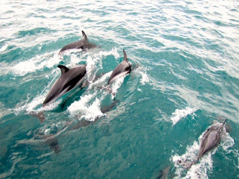 Akaroa Shore Excursion: Harbour Nature Cruise