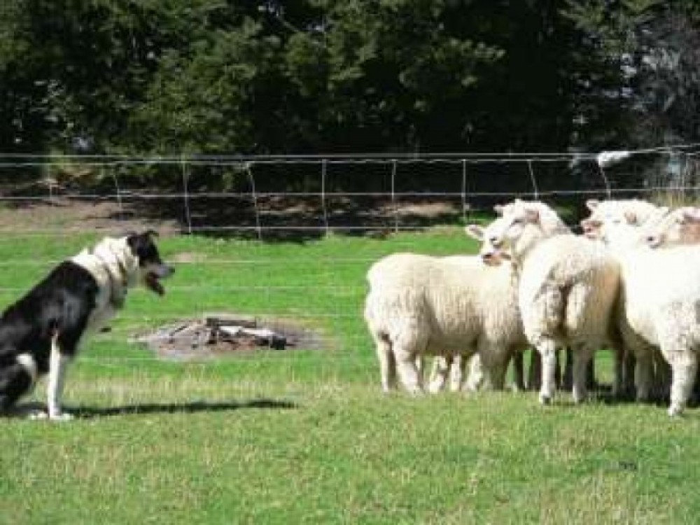 Akaroa Shore Excursion: Sheep Farm & Local Cheese Factory Tour