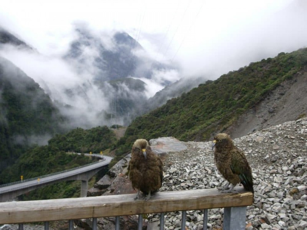 Christchurch Shore Excursion: Arthurs Pass Tour