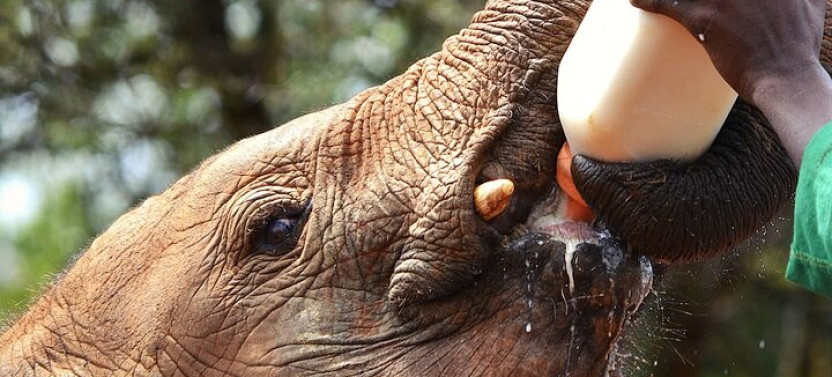 Private Nairobi Stopover & Layover Tour