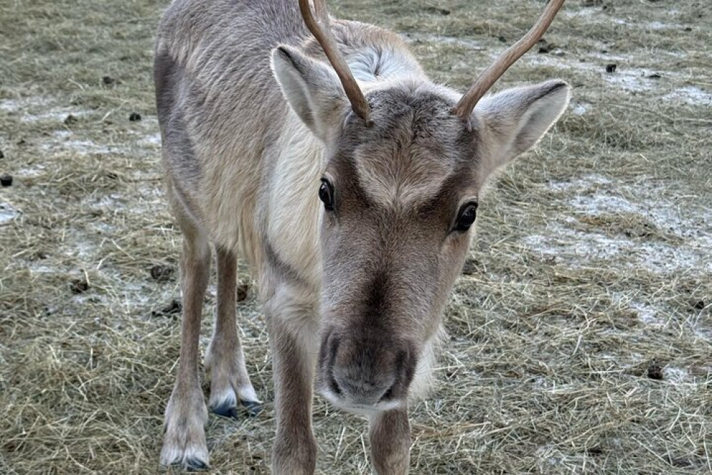 Short Reindeer Sleigh Ride with Farm Visit and Hot Drink in Lapland