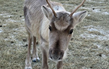 Lapland Royal Adventures1