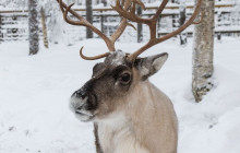 Lapland Royal Adventures18
