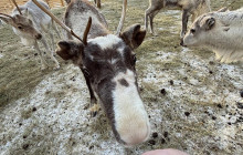 Lapland Royal Adventures3
