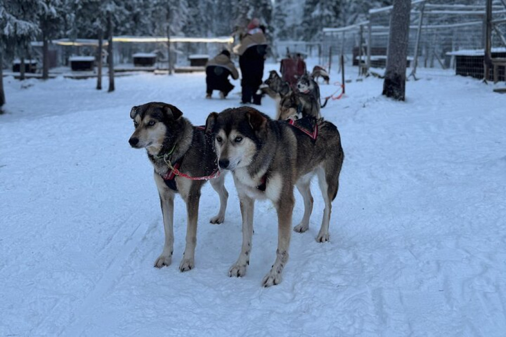 Lapland Royal Adventures