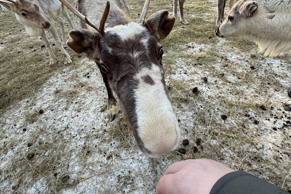 Lapland Reindeer Safari Sleigh Ride with Farm Visit & Campfire