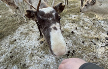 Lapland Royal Adventures1