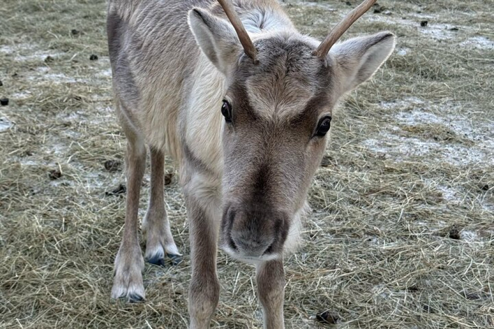 Lapland Royal Adventures