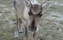 Lapland Royal Adventures2