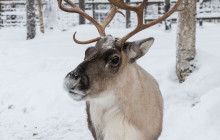 Lapland Royal Adventures3