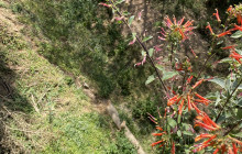 Los Veranos Canopy Tour24