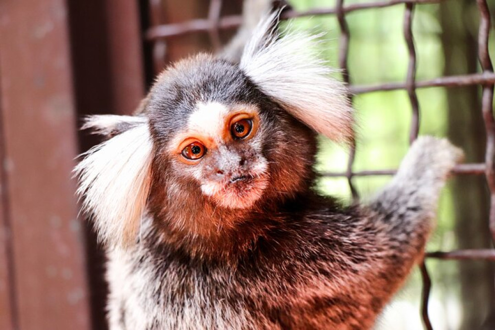Puerto Vallarta Botanical Gardens Hiking Tour