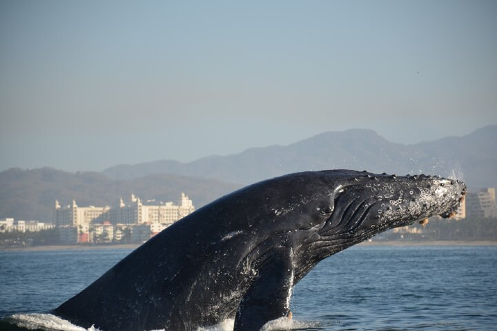 Whale Watching Experience in Puerto Vallarta