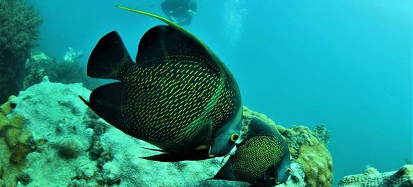 Scuba Dive in Paradise: Day Trip to Arraial Do Cabo