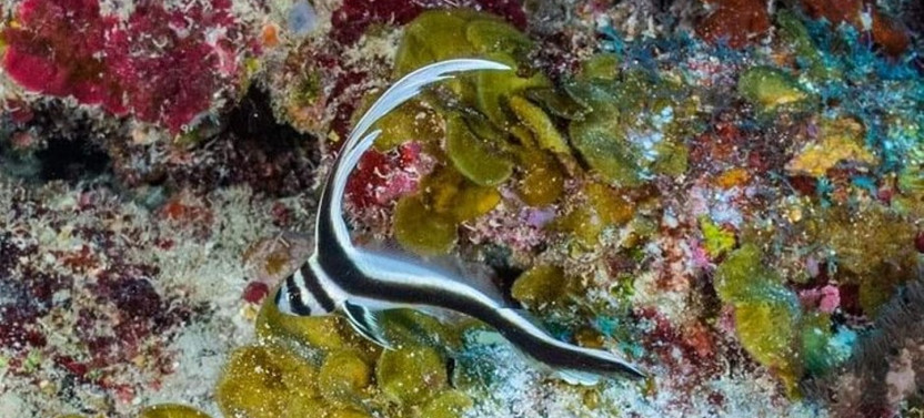 Roatan Ultimate Snorkeling Boat Tour
