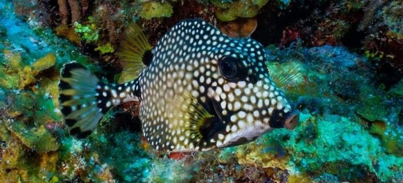 Roatan Ultimate Snorkeling Boat Tour