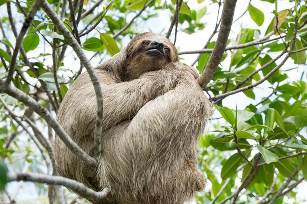 mahogany bay sloth tour