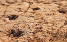 Mad Moose Rentals & Tours2