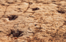 Mad Moose Rentals & Tours1