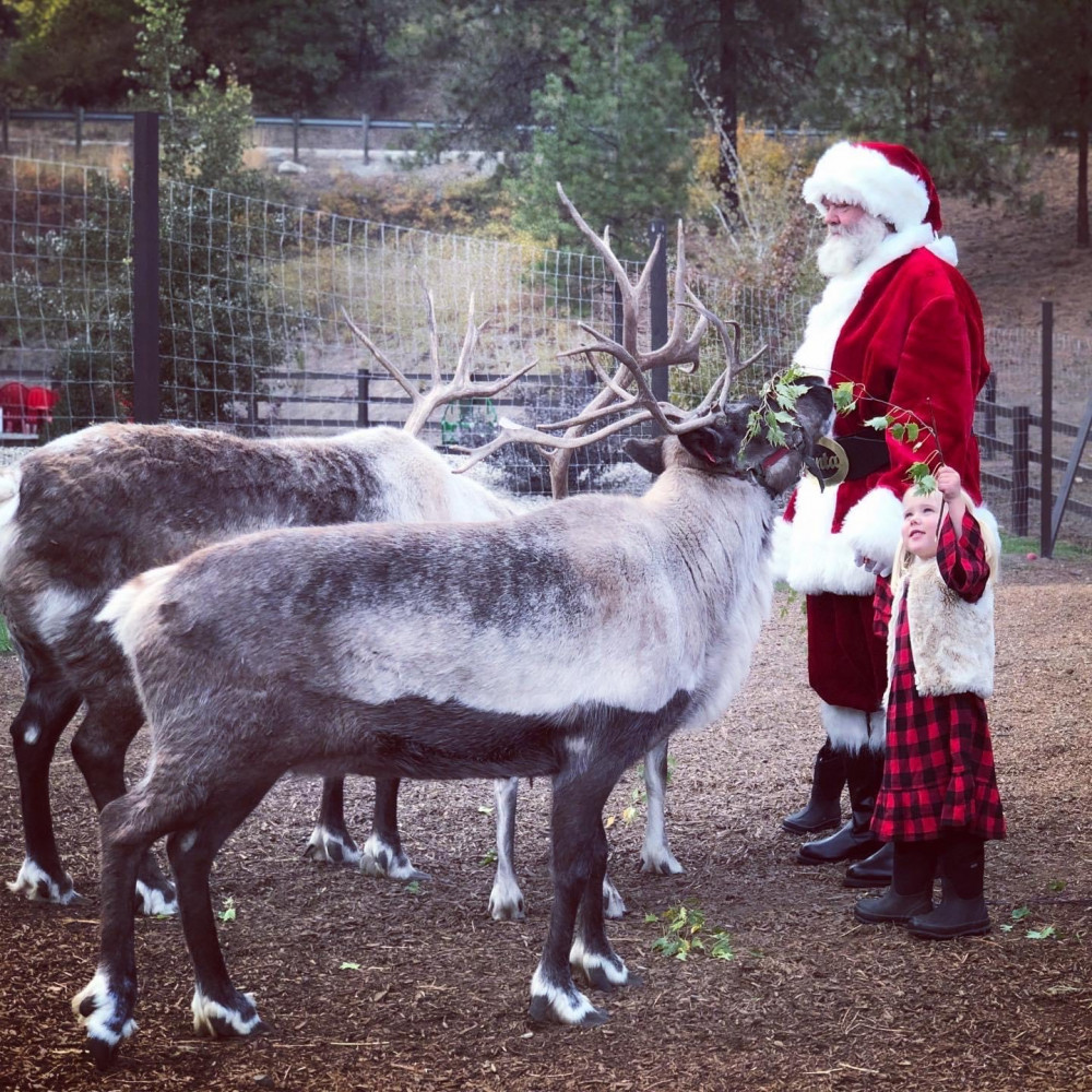 leavenworth-reindeer-farm-village-of-lights-festival-seattle-project-expedition