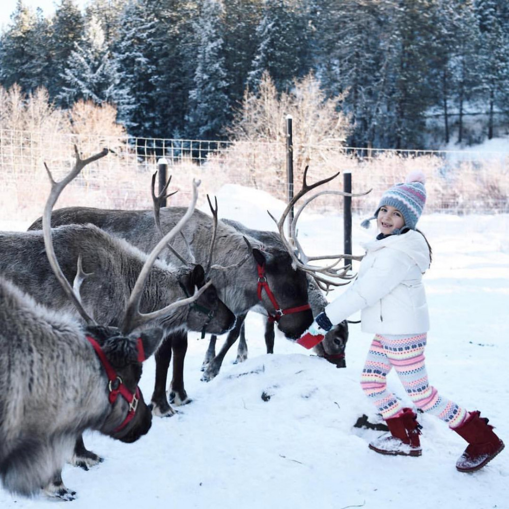 leavenworth-reindeer-farm-village-of-lights-festival-seattle