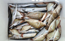 AYE AYE MARITIME BOAT RENTALS LLC32