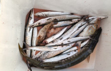 AYE AYE MARITIME BOAT RENTALS LLC35