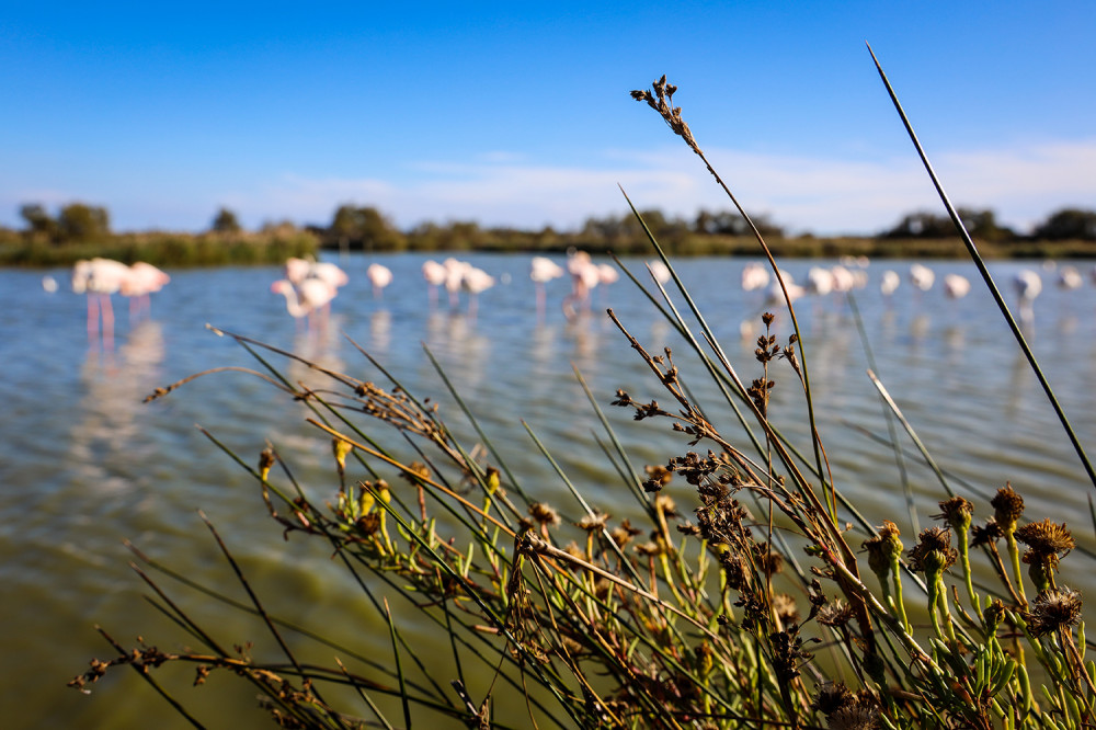 Historic Arles And The Beaches Of The Camargue